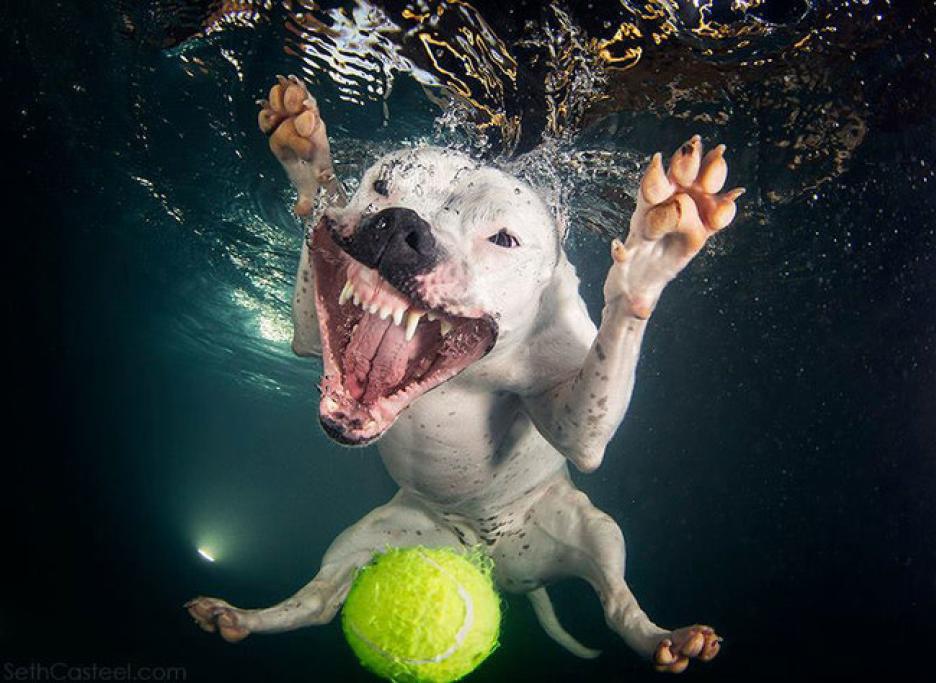 Underwater Puppies