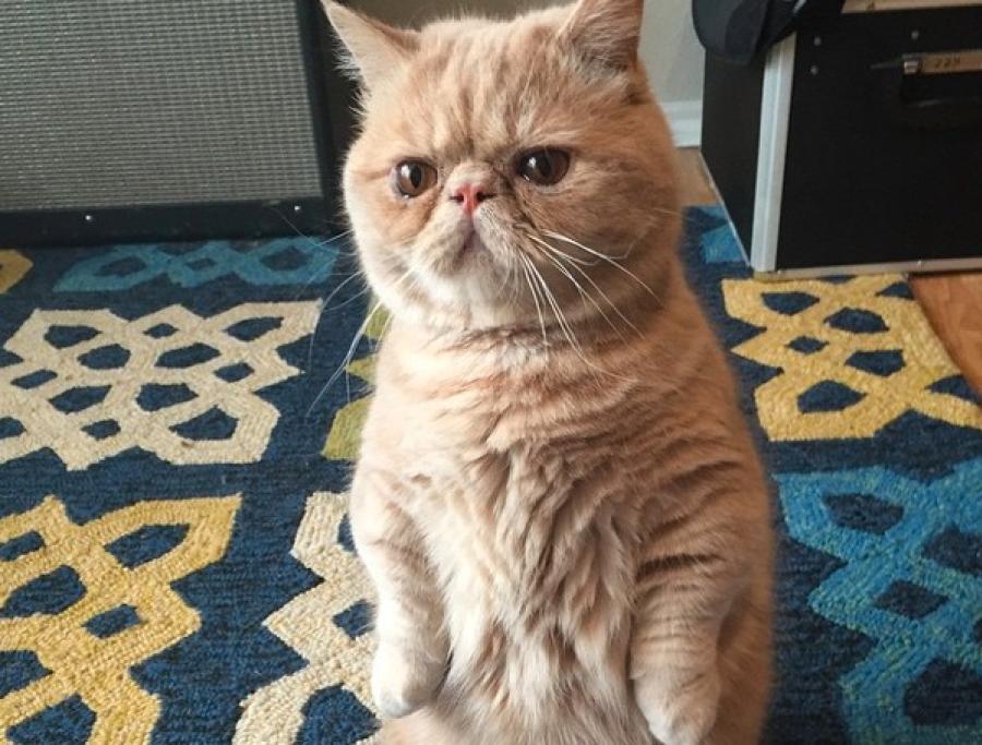 George, il gatto che ti giudica