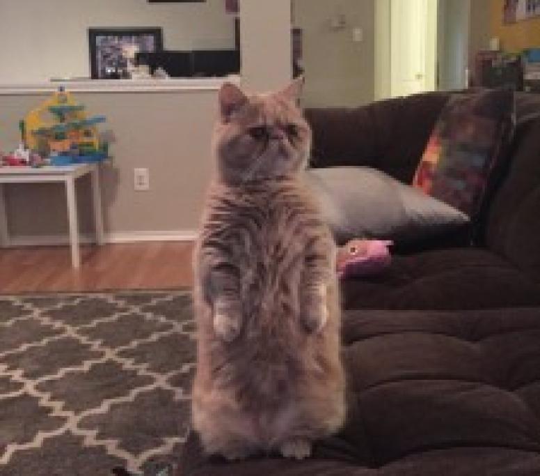 George, il gatto che ti giudica 