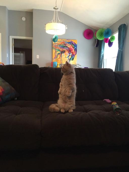 George, il gatto che ti giudica