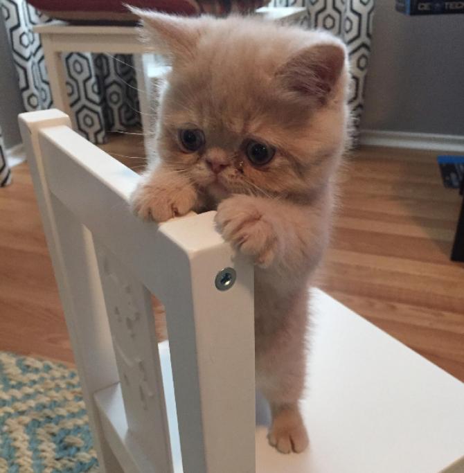 George, il gatto che ti giudica