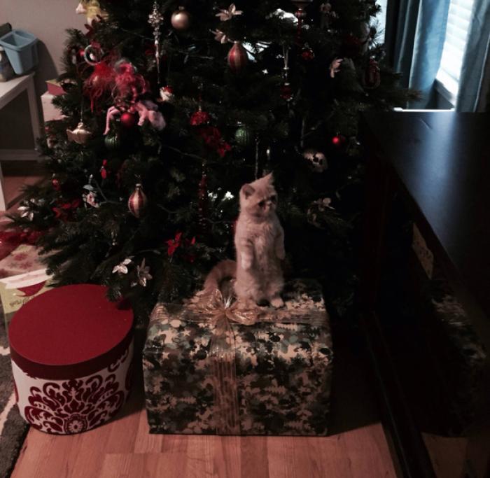 George, il gatto che ti giudica