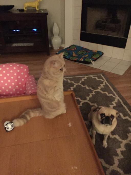 George, il gatto che ti giudica