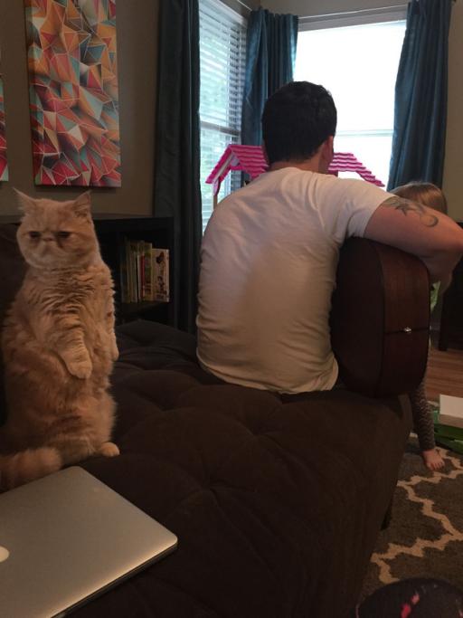 George, il gatto che ti giudica
