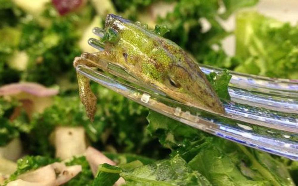 Le cose disgustose ritrovate nel cibo