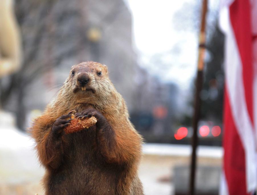 Phil la marmotta che prevede la fine dell'inverno! (foto Olycom)
