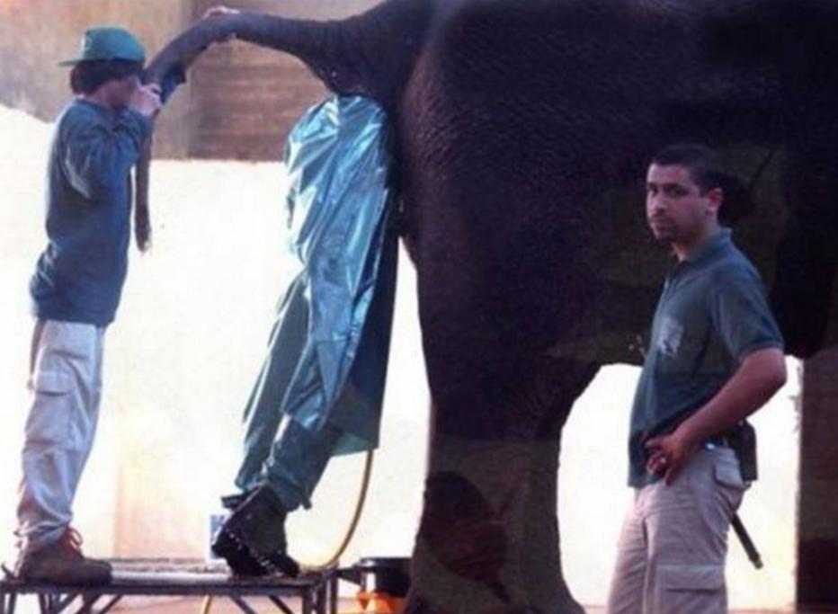6. Addetto alla visita medica di un elefante