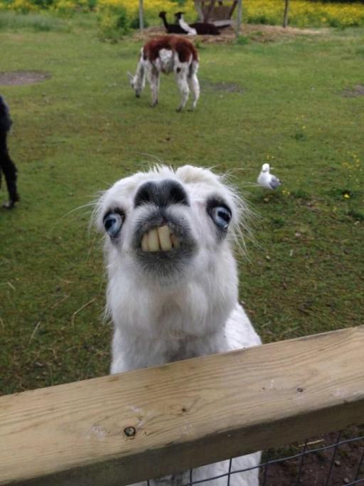 Questa Alpaca DEVE farti ridere...