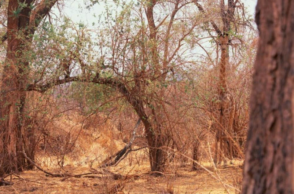 Dov'è la giraffa?