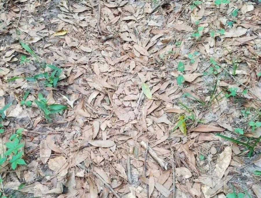 Dov'è finito il serpente?