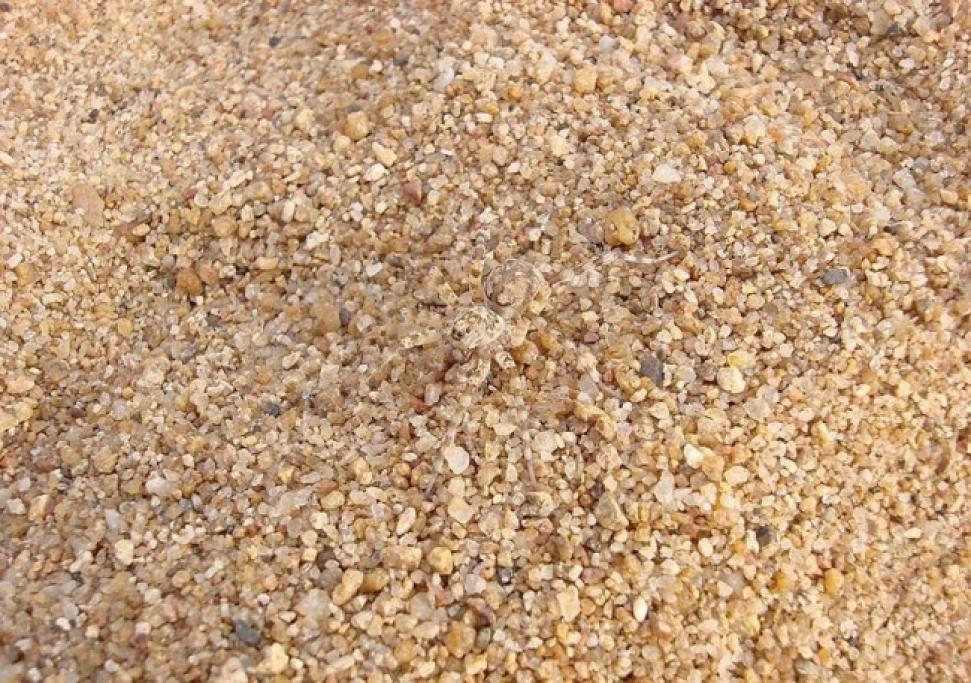 Ma dov'è il ragno?