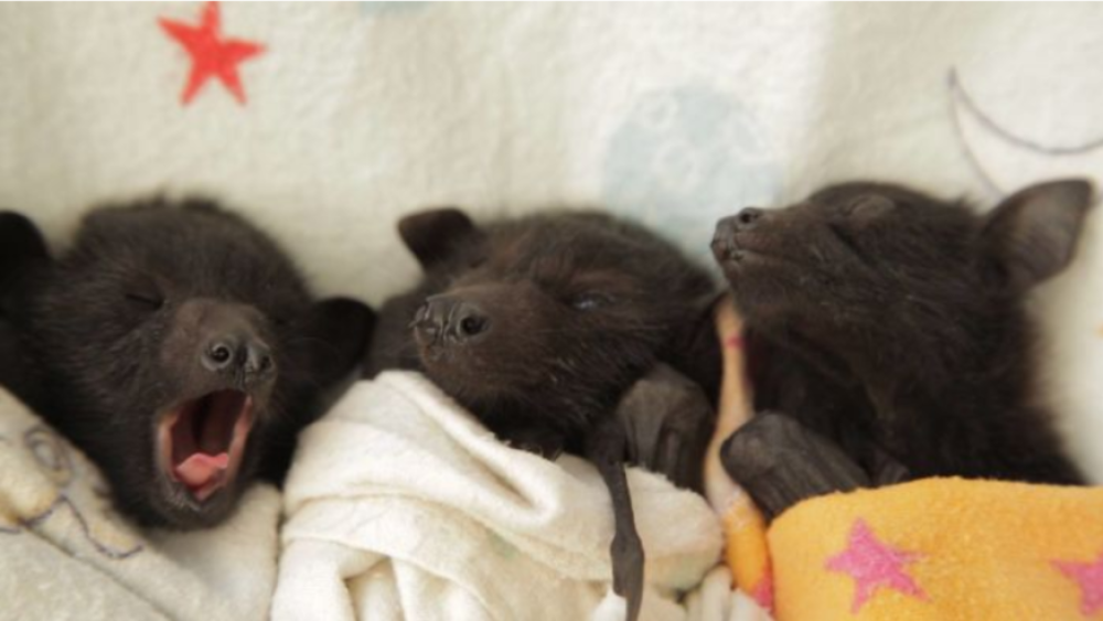 I dormiglioni