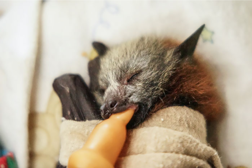 Il mangione dormiente