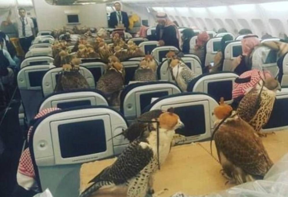 80 uccelli come compagni di volo!
