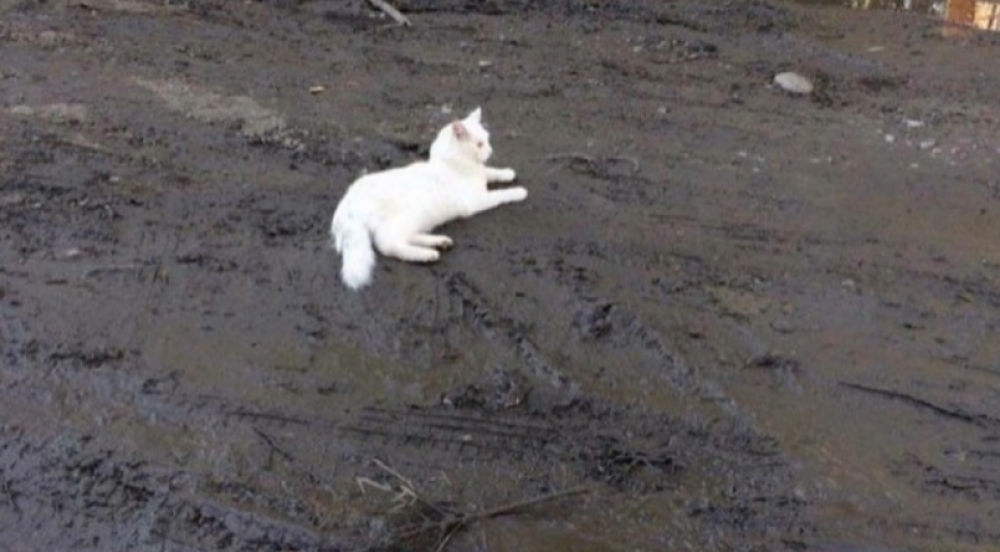 Più bianco non si può