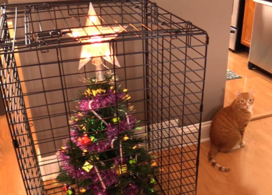 L'albero nella gabbia!