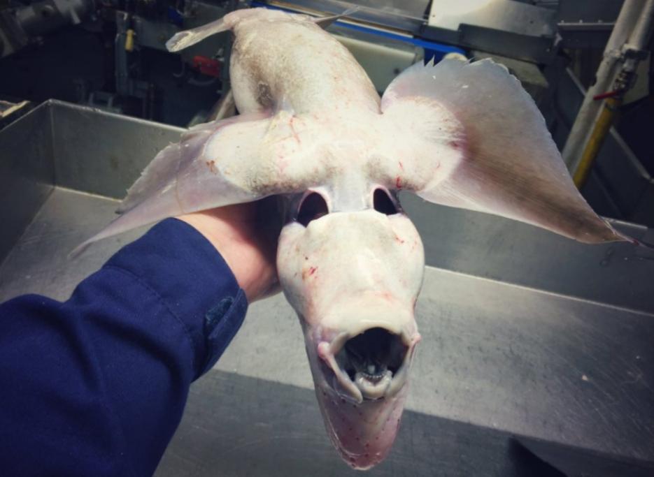 Un pesce volante?