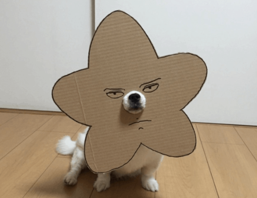 Il tuo cane non approverà