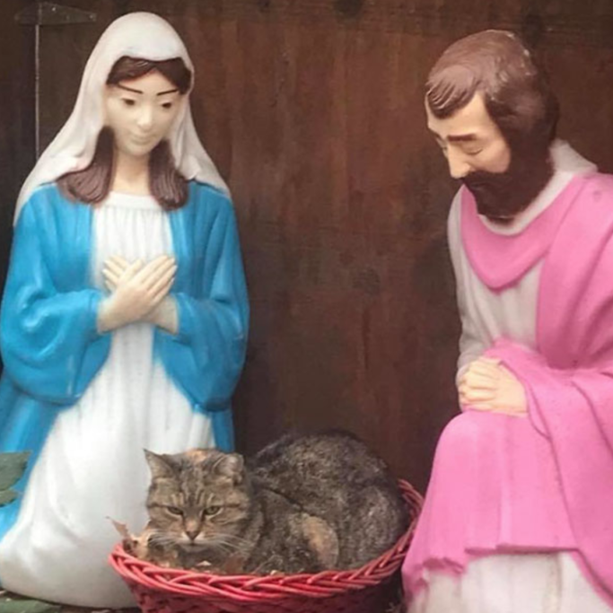 10. Cat-tivissimo me