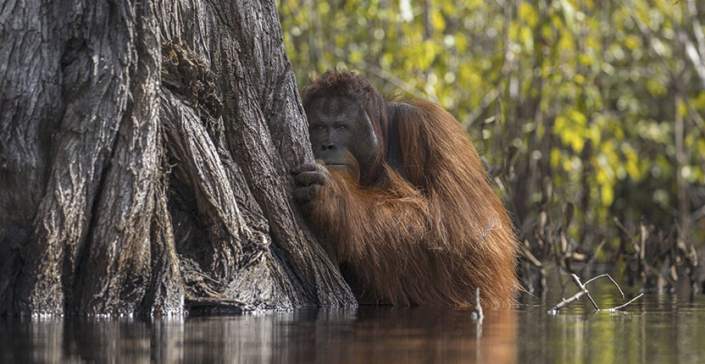 1.  Faccia a faccia sul fiume nel Borneo, Indonesia (Jayaprakash Joghee Bojan)
