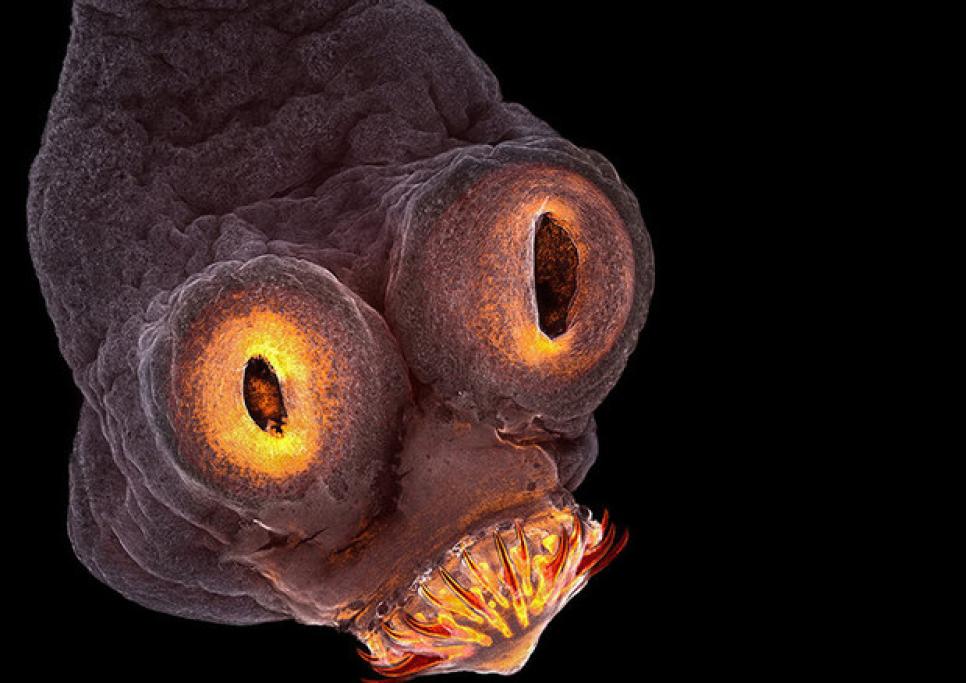 1. Creatura misteriosa