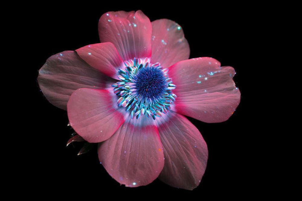4. Anemone
