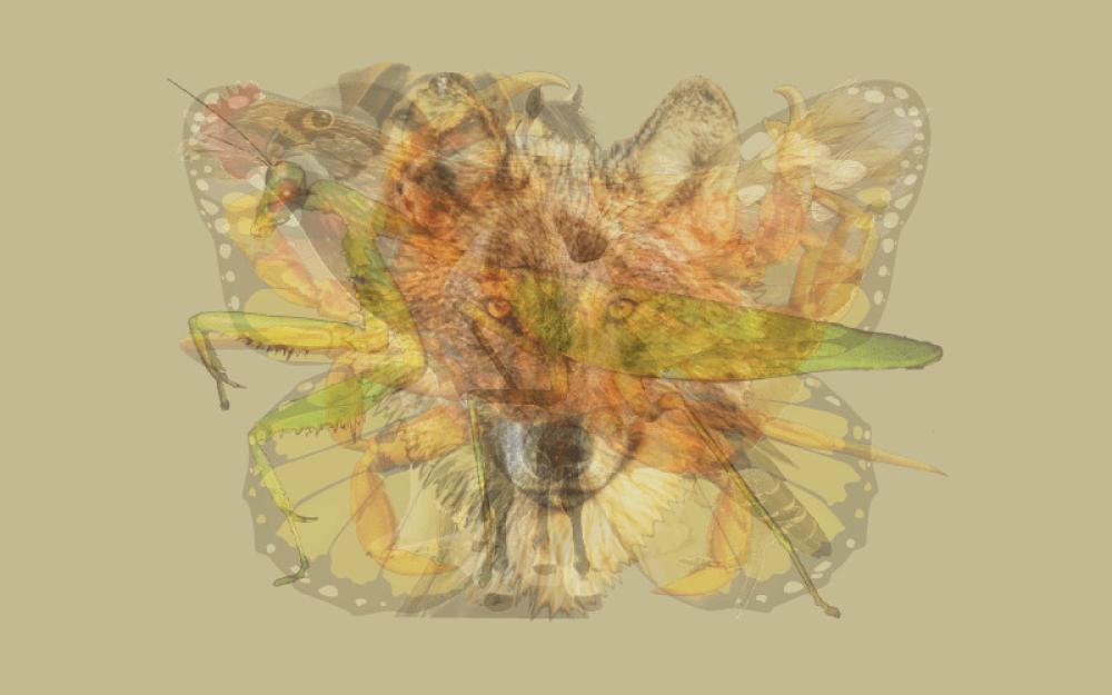 Test: Osservate l'immagine