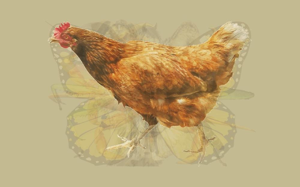 2 Gallo