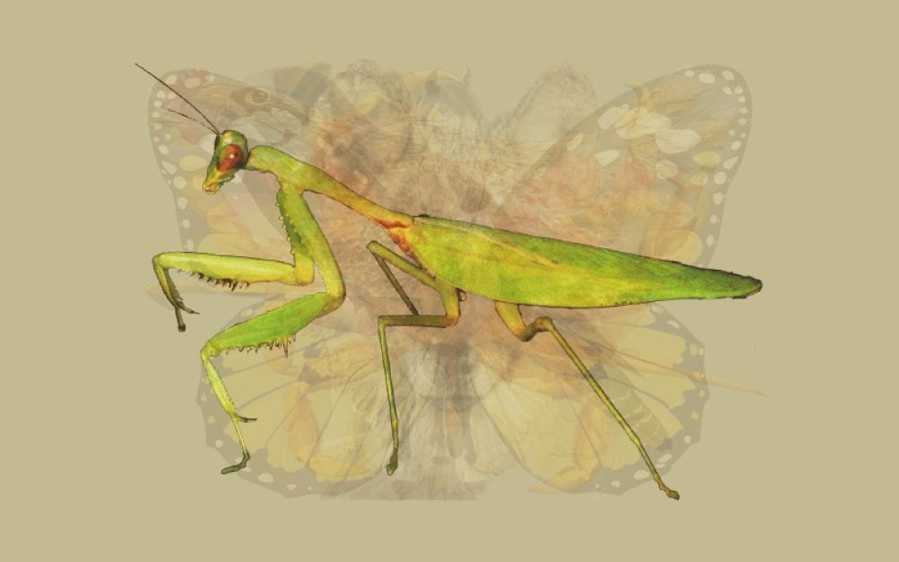 4 Mantide religiosa