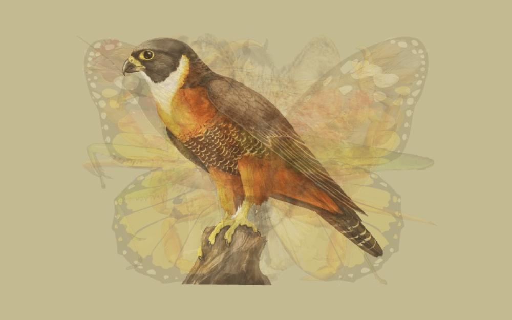 7 Aquila