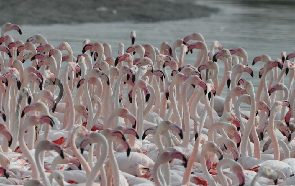 Se vi piacciono le acque cristalline, la sabbia finissima e soprattutto se amate tanto gli animali questo lavoro fa proprio per voi