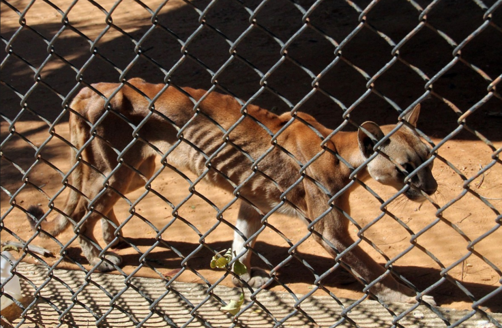 La tremenda crisi economica in cui versa il Venezuela si è abbattuta anche sugli animali