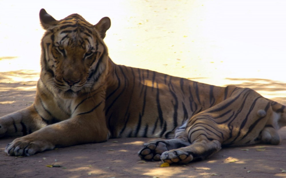La tigre ha perso tutto il suo splendore 