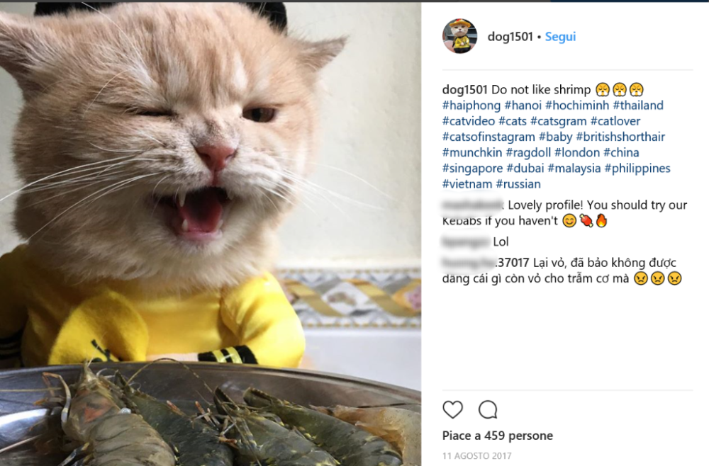 Il gattone sembra apprezzare le attenzioni e tutte le foto