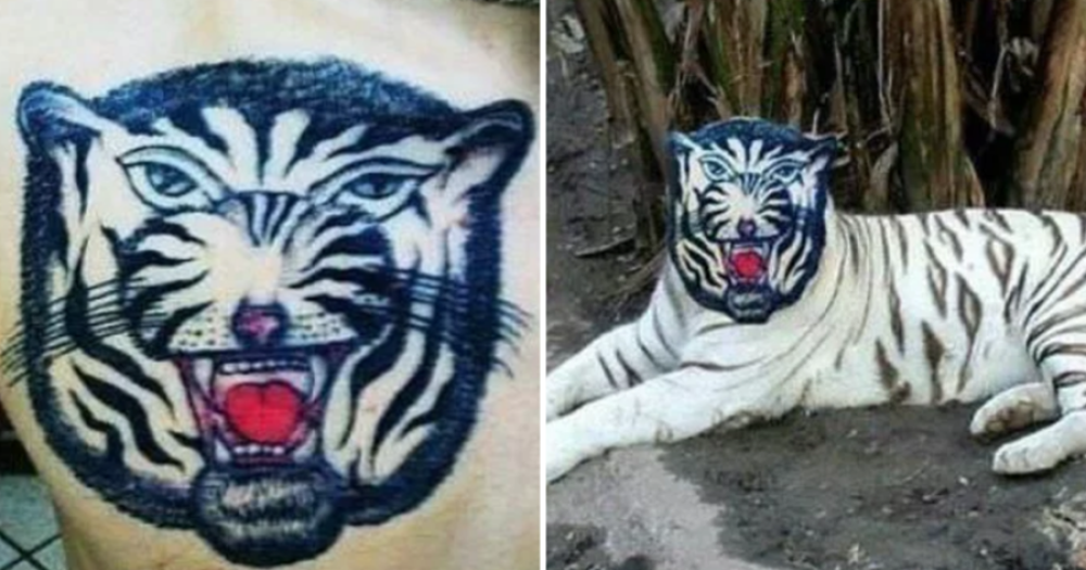 Tigre 2