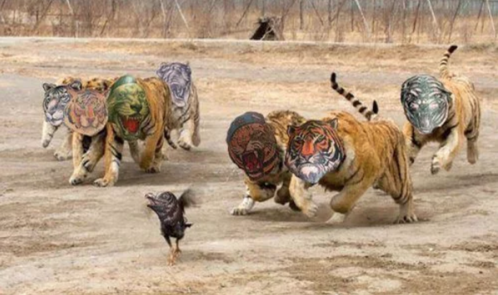 Animali