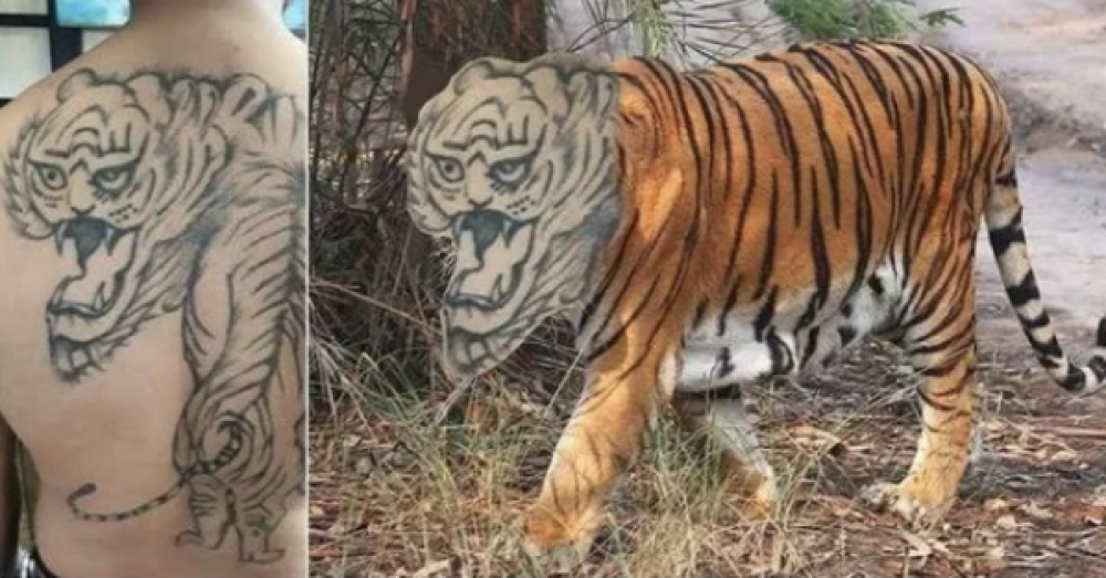 La tigre