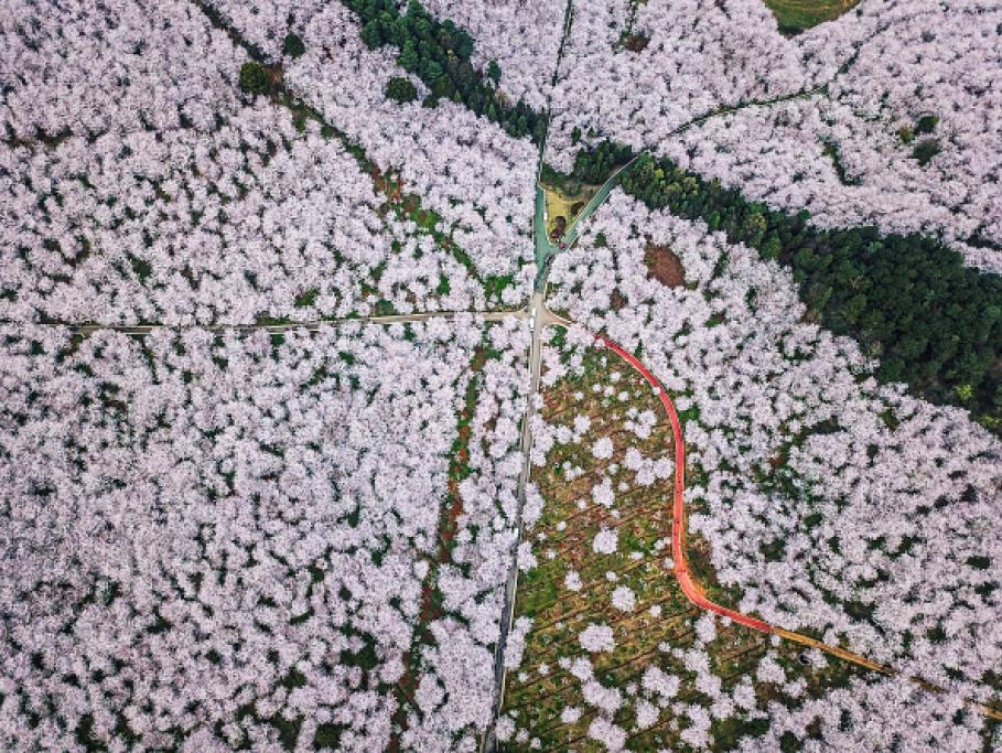 Gli alberi si riempiono di fiori rosa o bianchi a seconda della tipologia di pianta