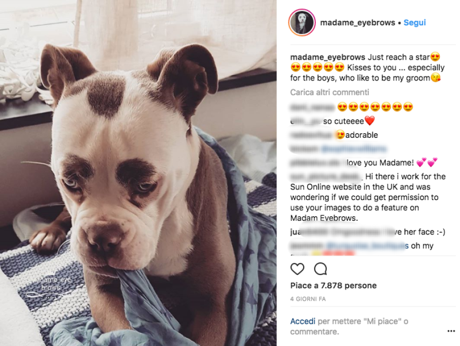 Un bulldog con le sopracciglia?