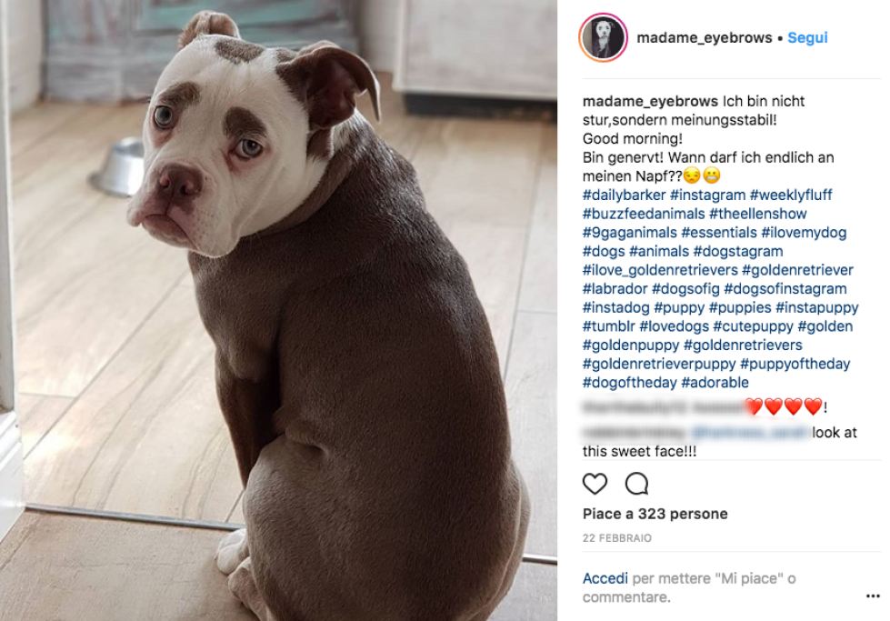 Difficile immaginarlo, ma il bulldog inglese ne combina di tutti i colori