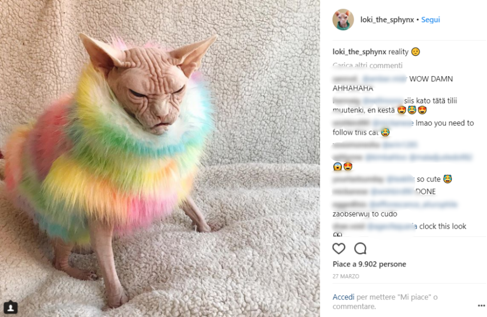 Per gioco Sara ha aperto al suo amico un profilo Instagram chiamato “@loki_the_sphynx”