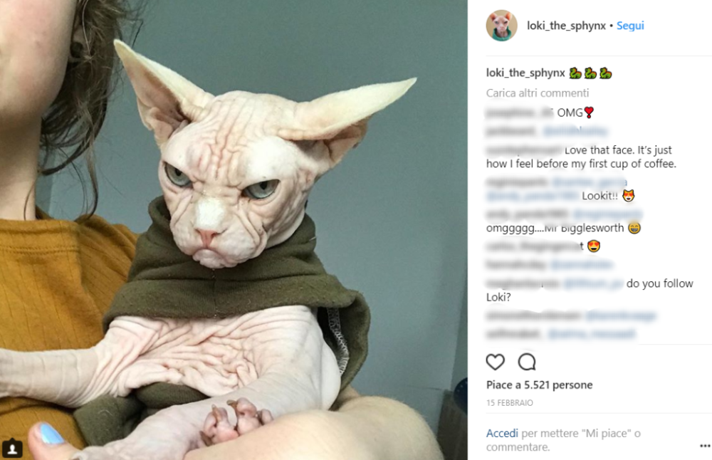 A “causa” della sua razza (Sphynx) Loki è ricoperto da rughe che lo fanno sembrare costantemente arrabbiato