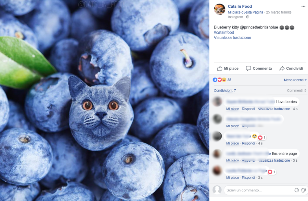 Mirtilli… Che frutto meraviglioso…