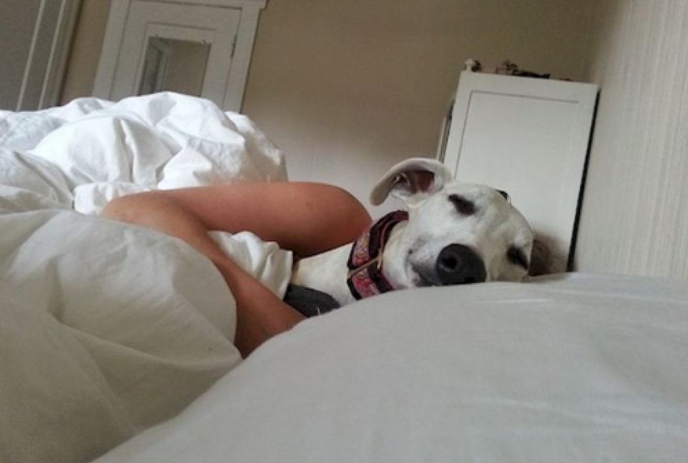 Che vita da cani...