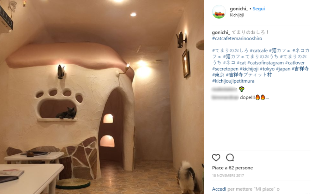 Benvenuti nel villaggio dei gatti!