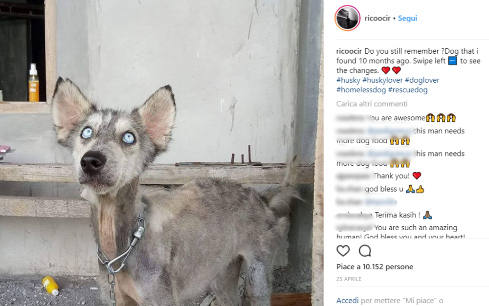 Le condizione del cane erano disperate