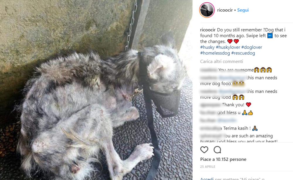 Questo cane 10 mesi fa era ridotto pelle e ossa