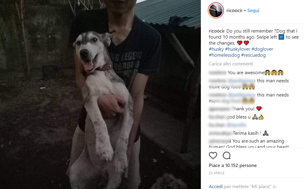 Ora quel cane dal passato sfortunato si chiama “Hope”
