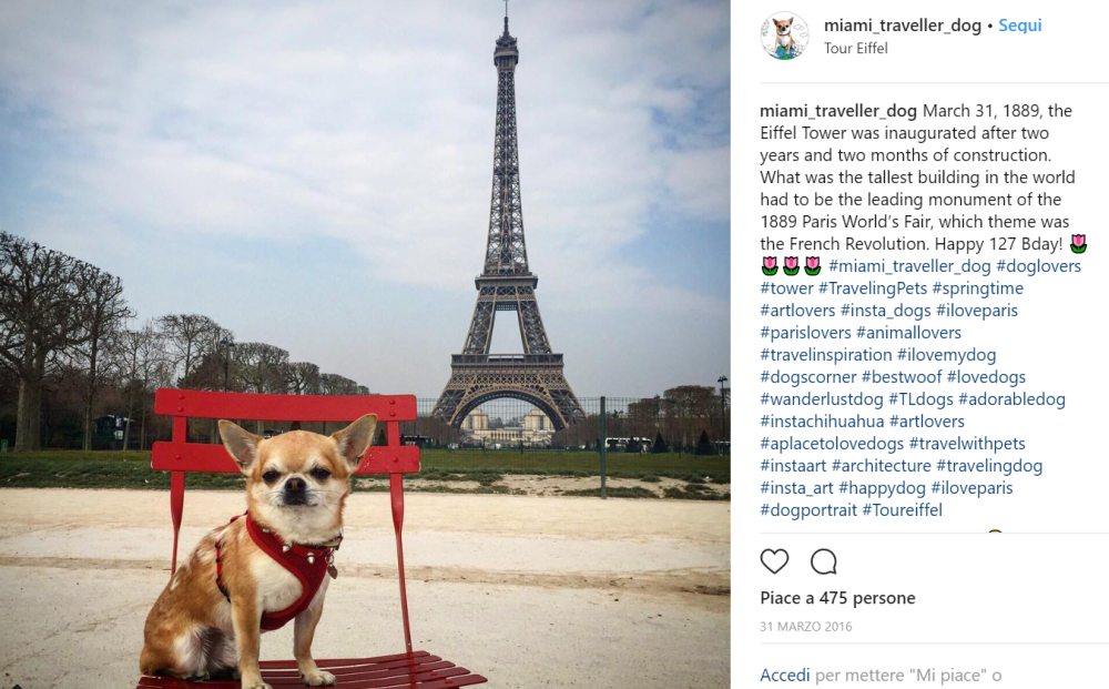 Se amate i cani e amate i viaggi, allora adorerete Miami!