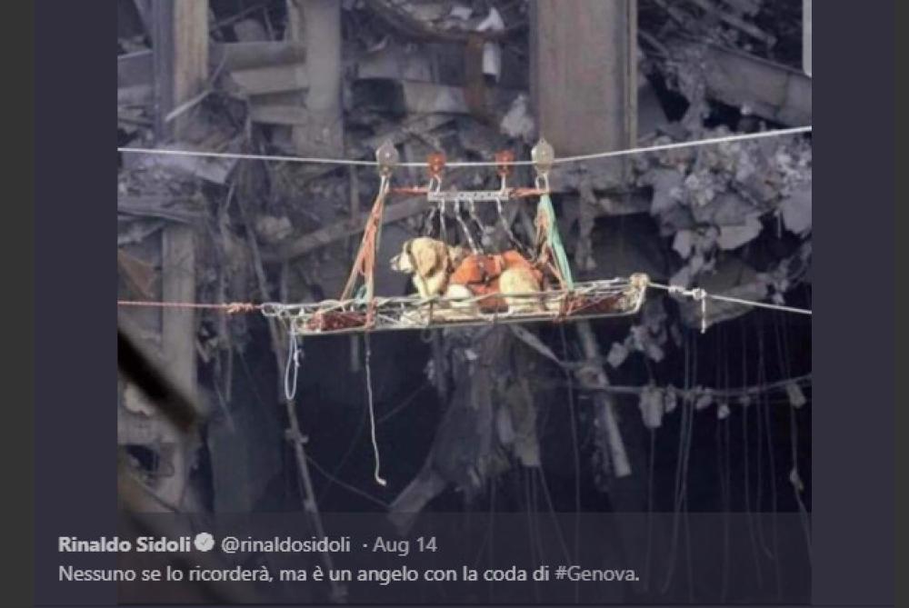 Il cane eroe “angelo con la coda” non era a Genova